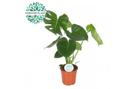 Monstera deliciosa Monstera Deliciosa PEAT FREE p17 1 pp