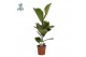 Ficus lyrata Ficus Lyrata p17 (Air so Pure) 1 pp 
