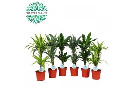 Dracaena fragr. deremensis Groen Mix Deremensis p17 2 pp