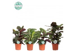 Calathea mix Calathea Gemengd p17