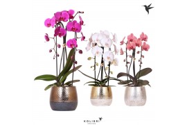 Phalaenopsis elegant cascade Kolibri Orchids Cascade Niagara fall 2 sp