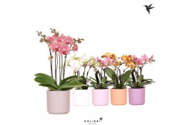Phalaenopsis mix Kolibri Orchids Phalaenopsis Jewel mix 4 spike in Sim