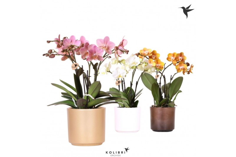 Phalaenopsis mix Kolibri Orchids Phalaenopsis Jewel mix 4 spike in Sim 