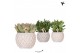 Succulenten mix Kolibri Greens Succulenten mix in Marrakesh pot gold c 