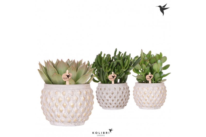 Succulenten mix Kolibri Greens Succulenten mix in Marrakesh pot gold c 