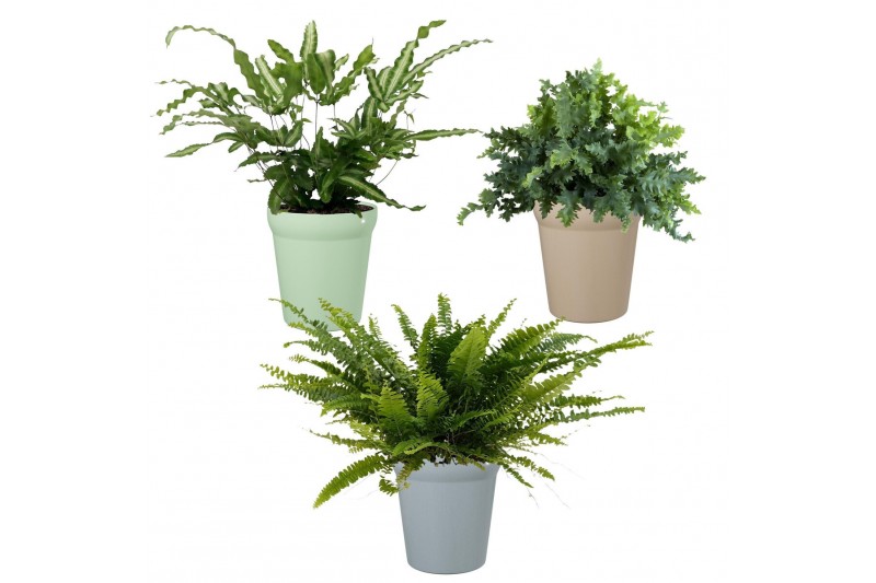 Varens mix Varen mix in Elle5 cm diameter 