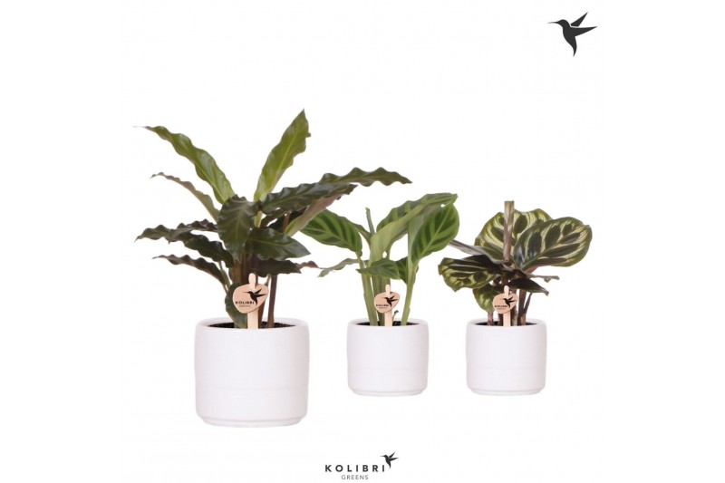 Calathea mix Kolibri Greens Calathea mix in Pastel pot white1 pp 
