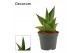 Sansevieria Abbey crown 6cm Decorum 