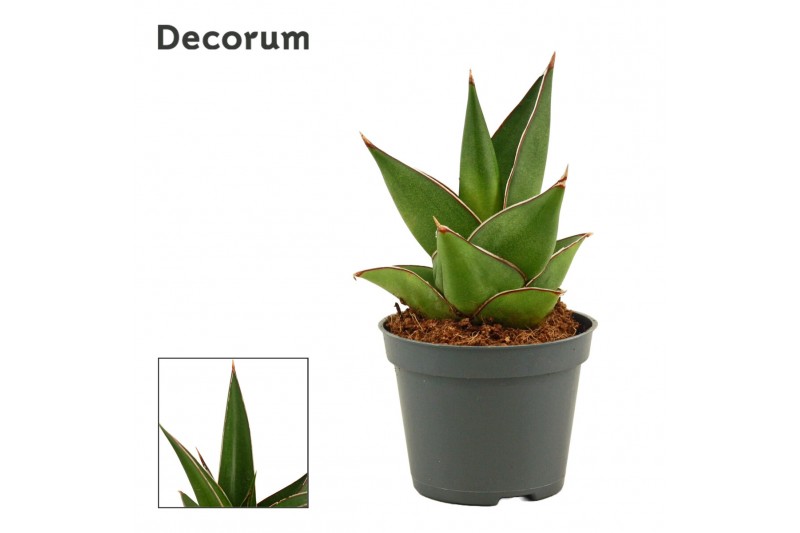 Sansevieria Abbey crown 6cm Decorum 