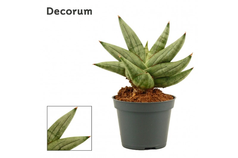 Sansevieria Artistic fan 6cm Decorum 