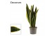 Sansevieria trifasciata back gold Black Gold 9cm Decorum 