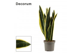 Sansevieria trifasciata back gold Black Gold 9cm Decorum