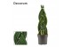 Sansevieria cylindrica Braid 14cm Decorum 