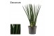 Sansevieria cylindrica Spaghetti 17cm Decorum 