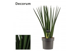 Sansevieria cylindrica Spaghetti 17cm Decorum