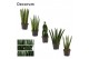 Sansevieria cylindrica Mix 6cm Decorum 