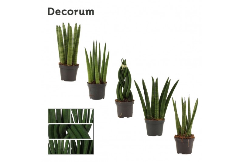 Sansevieria cylindrica Mix 6cm Decorum 