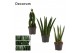 Sansevieria cylindrica Mix 6cm Decorum 