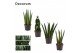 Sansevieria cylindrica Mix 6cm Decorum 