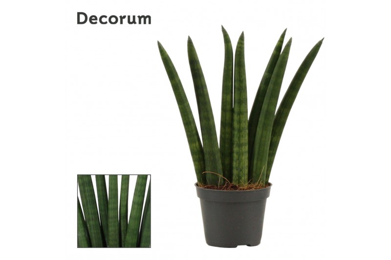 Sansevieria cylindrica Fan 6cm Decorum 