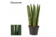 Sansevieria cylindrica Straight 6cm Decorum 