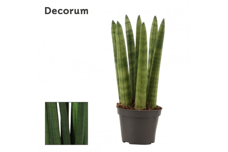 Sansevieria cylindrica Straight 6cm Decorum 