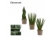 Sansevieria cylindrica Mix 9cm Decorum 