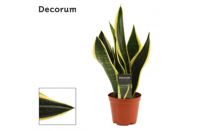 Sansevieria trifasciata Night Shade 12cm Decorum 