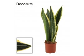 Sansevieria trifasciata Night Shade 9cm Decorum