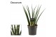 Sansevieria fernwood 12cm Decorum 