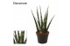 Sansevieria fernwood 6cm Decorum 