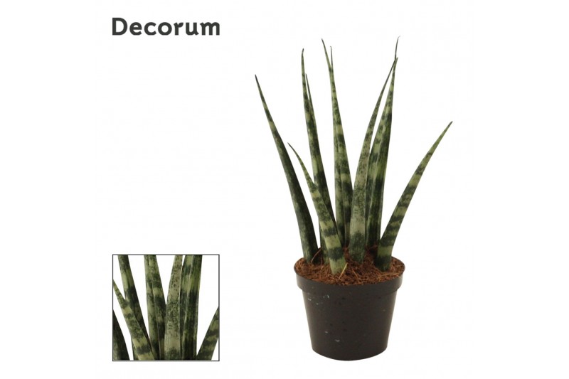 Sansevieria fernwood 6cm Decorum 