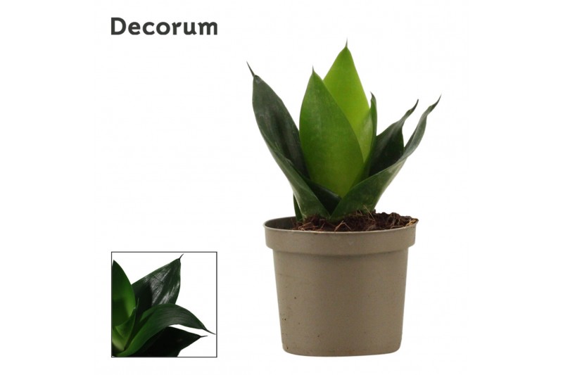 Sansevieria trifasciata hahnii Black Jade 9cm 