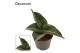 Sansevieria ehrenbergii samurai 6cm Decorum 