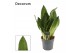 Sansevieria trifasciata moonshine Moonshine 14cm Decorum 