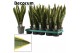 Sansevieria trifasciata laurentii 12cm Decorum 