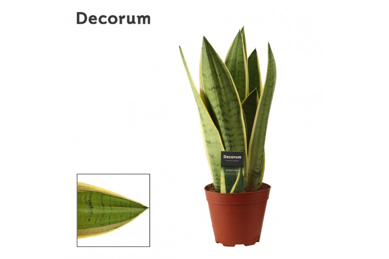 Sansevieria trifasciata White Snow 14cm Decorum 