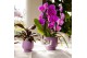 Keramische pot Kolibri Home Scandic pot violet 