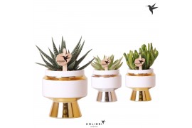 Succulenten mix Kolibri Greens Succulenten mix in Le Chic pot mix1 pp