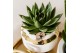 Succulenten mix Kolibri Greens Succulenten mix in Le Chic pot gold1 pp 