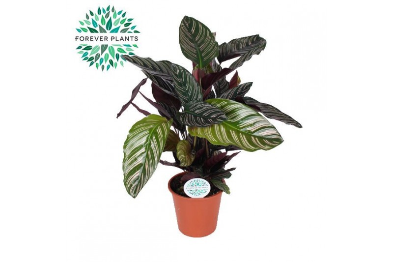 Calathea Calathea Ornata p17 