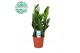 Zamioculcas zamiifolia Zamioculcas p17 6 tak/plnt 