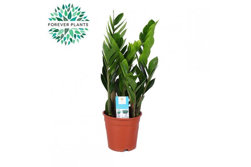 Zamioculcas zamiifolia Zamioculcas p17 6 tak/plnt 
