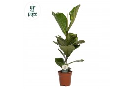 Ficus lyrata Ficus Lyrata p17 1 pp