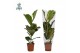 Ficus lyrata Ficus Lyrata p17 1 pp 