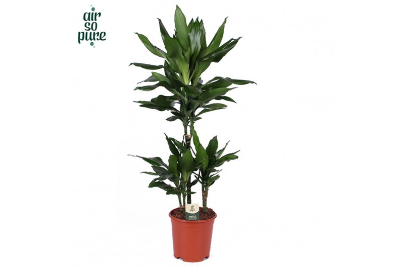 Dracaena frag. der. janet lind Dracaena Janet Lind p21, 45+15+10 3 pp 