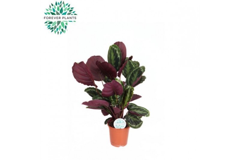 Calathea medaillon Calathea Medallion p21 