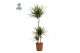 Dracaena marginata Dracaena Marginata p24 75+30+10 (Air so Pure) 3 pp 