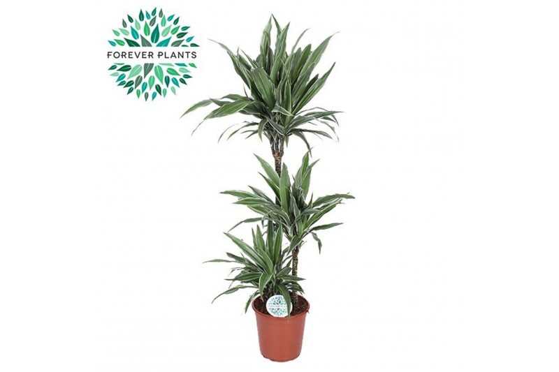 Dracaena fragr. der. warneckei Dracaena Warneckei p24, 75+30+10 3 pp 