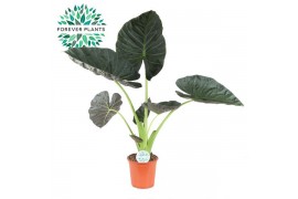 Alocasia regal shields Alocasia Regal Shield p24 3 pp